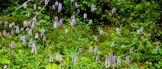 Vilda vackra orkideér i full blomning     