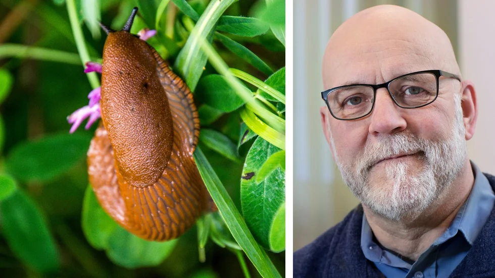 Ted von Proschwitz är snigelexpert och docent vid Göteborgs naturhistoriska museum.