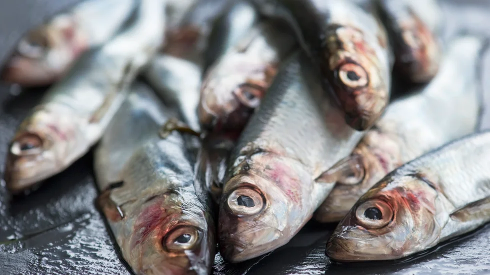 Strömmingen hotas av utfiskning.