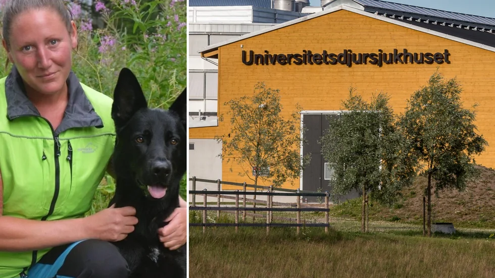Saneringen av djursjukhuset kommer att pågå i mellan en till fyra dagar, säger Li Hedenström, marknads- och kommunikationsansvarig på Universitetsdjursjukhuset vid SLU. 