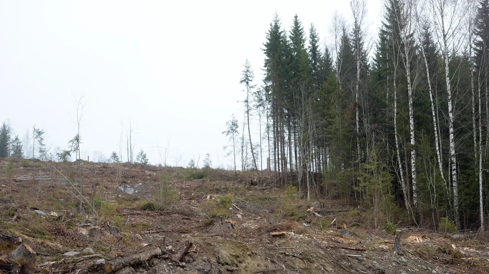 Ska man skövla skog måste man anmäla det till Skogsstyrelsen. Det krävs inte om man ska gallra eller röja.