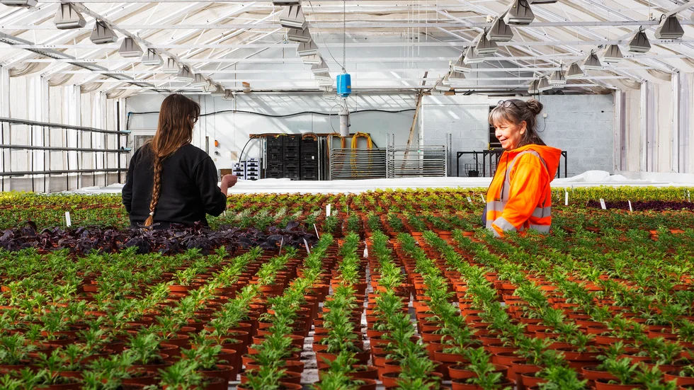 Plantor i långa rader. Vivi Sandberg och Maria Engström tittar till ett av växthusen och kontaterar att det är dags för vattning.
