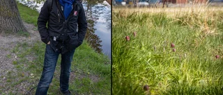 Han fotar kungsängsliljorna varje år: "Ett vårtecken"