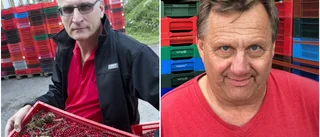 Infekterad bärtvist – nu stäms nya bäraktören: "Jag har inte fått betalt"