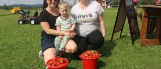 Paradis för jordgubbsälskare • På Skataudden är det självplock som gäller