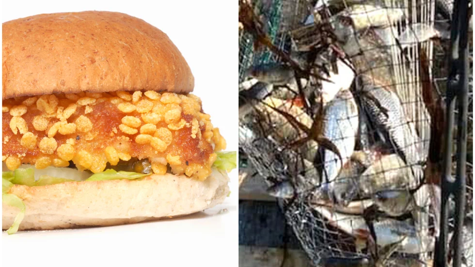 Braxenburgare har nu börjat serveras på förskolor och finrestauranger. Färsen har blivit populär bland annat eftersom den både är hållbart fiskad och närproducerad.