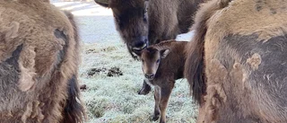 Årlig babyboom i Kolmårdens djurpark
