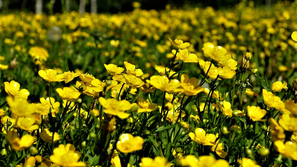 En sommaräng i full blom.