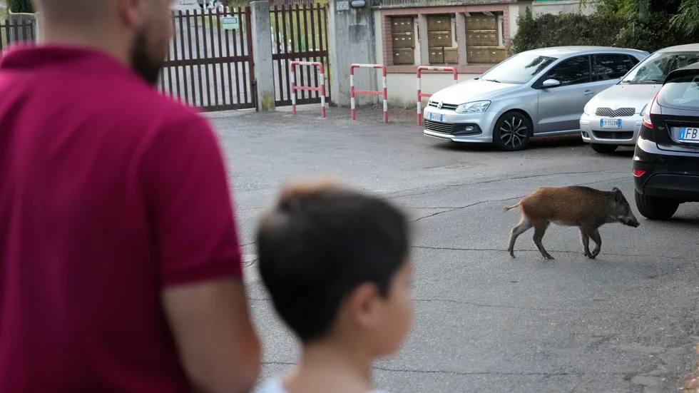 Ett vildsvin spatserar över en gata i Rom. Numera är djuren en daglig syn i den italienska huvudstaden, där de rotar runt i överfulla soptunnor i sitt sökande efter mat.