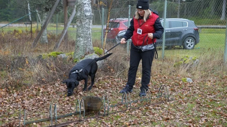 Hundarna spårade sig fram på Björkliden.