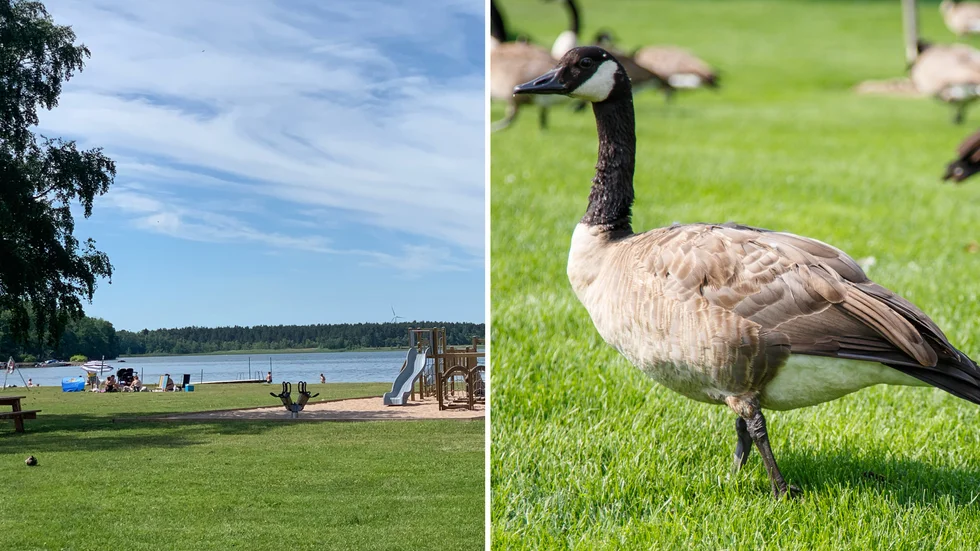 Problemen med kanadagäss har ökat vid Strandbadet i Borensberg, enligt anläggningschef Thomas Martinsson.