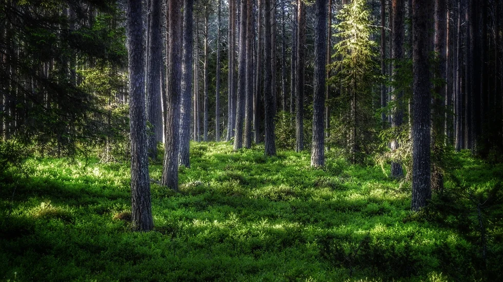 Så vackert i skogen!