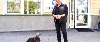 Tryck på hunddagiset efter lång pandemisvacka: "Pusslar ihop schemat nu"