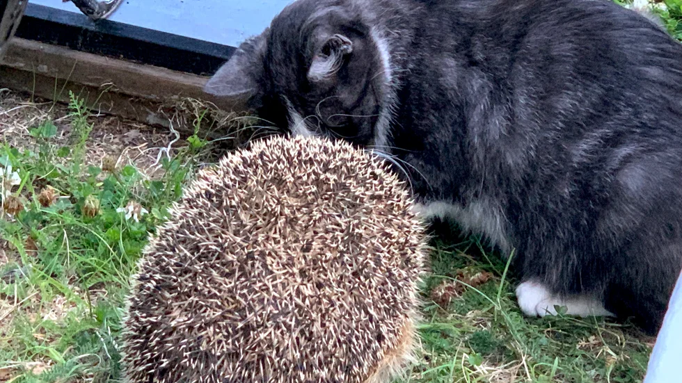 Katten Ivan och den dagliga gästen igelkotten.