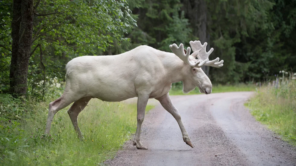 En vit älg i Gunnarskog i Värmland. Arkivbild.