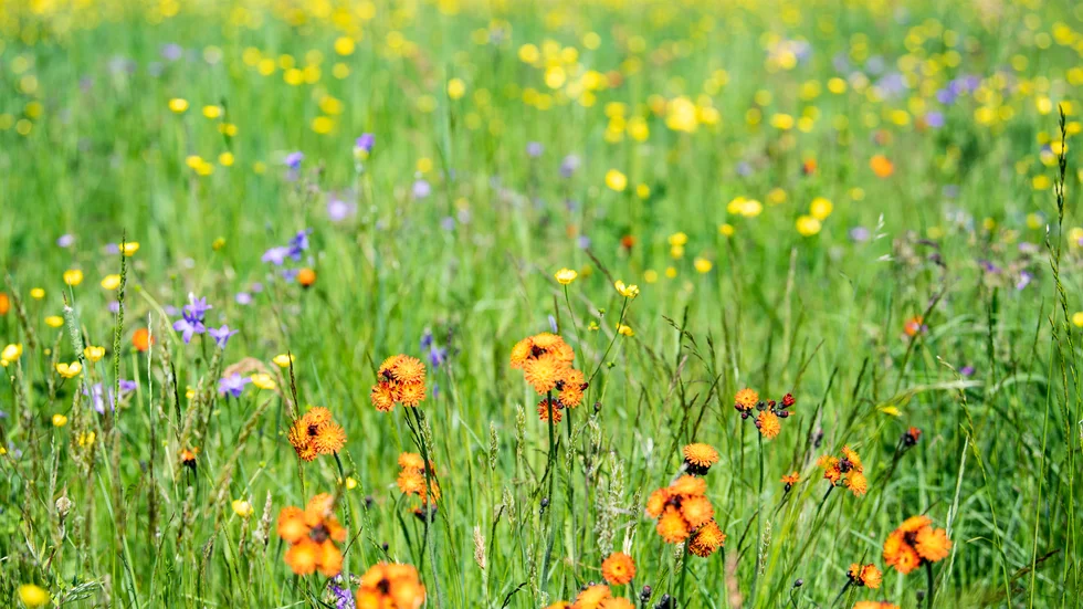 Genom att låta en liten del av kommunens grönyta bli blomsteräng kan politikerna göra en stor insats för den biologiska mångfalden, skriver debattören.
