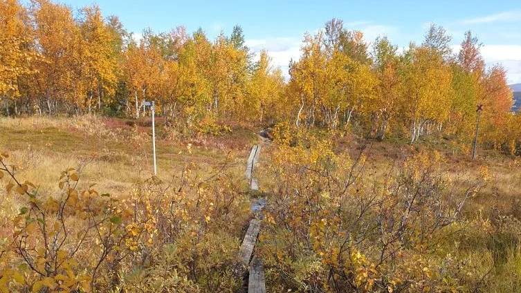 Lederna ska röjas och spången ska bytas ut på flera ställen.