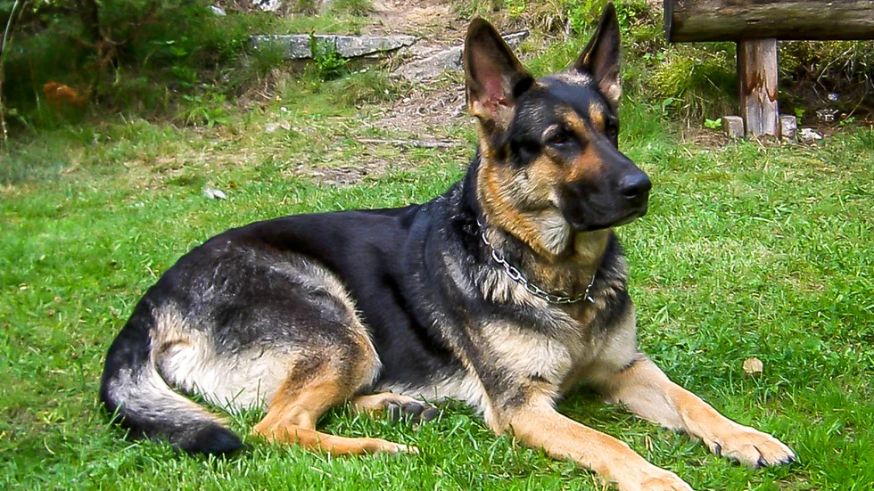 En hund och dess ägare blev nyligen attackerade av en schäfer som slet sig från sin ägare. (Hunden på bilden har inget med texten att göra.)