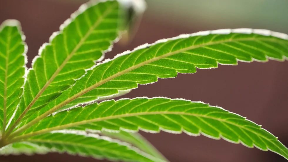 Privat bruk av marijuana är på väg att legaliseras i delstaten New York.