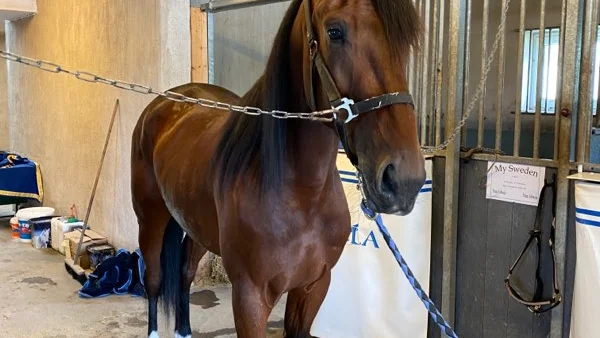 Hector Sisu har vintertränats i Norrbotten. Har jobbat strålande inför 300000-kronorsloppet i V75-2 på Solvalla, idag lördag.