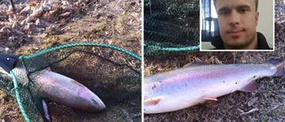 Planterad fisk i Eskilstuna rymmer – regnbåge kan fiskas i Torshälla