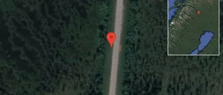 Djur på vägen på E10