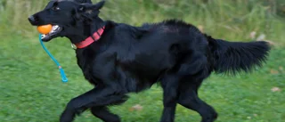 Eskilstuna kan få fler hundparker
