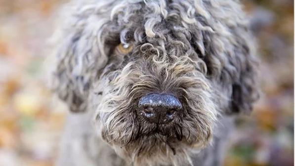 En kvinna på Gotland har fått djurförbud efter att hon dömts för djurplågeri för att hon dränkte sin hund. Kvinnan överklagade beslutet men överklagan avslås. (Hunden på bilden har ingenting med artikeln att göra.)