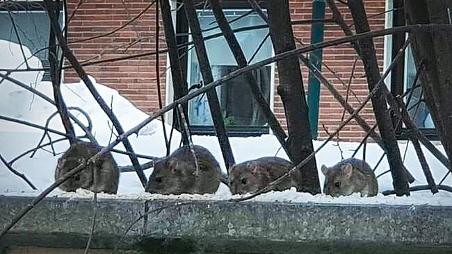 Här sitter råttorna i lugn och ro och käkar på stadshusmuren.
