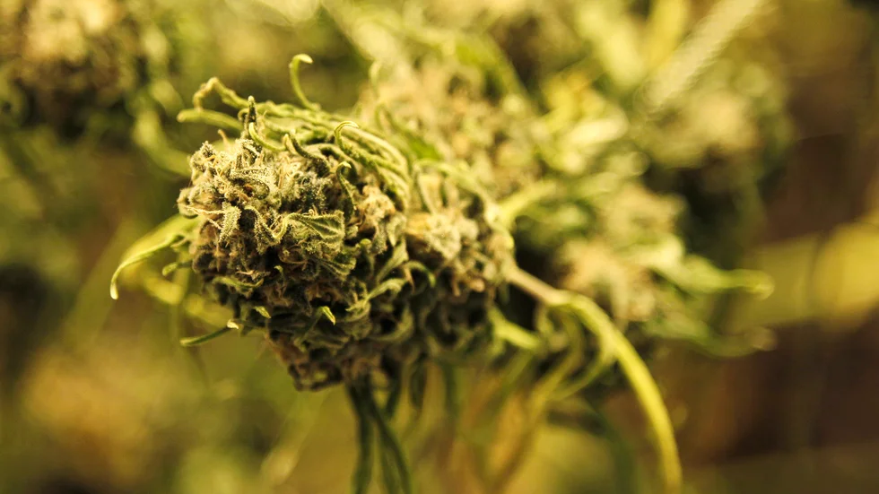 Moderata ungdomsförbundet öppnar för att legalisera cannabis. Arkivbild.