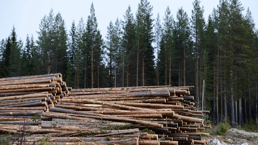 Risken för utrotning av arter är stor med hyggen som skapas under flera år i följd bredvid varandra och som återkommer med 70-80 års intervaller, skriver Marielle Lahti (MP) med flera.