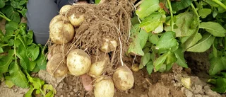 Så gick det för Bölepotatis Aktiebolag ifjol