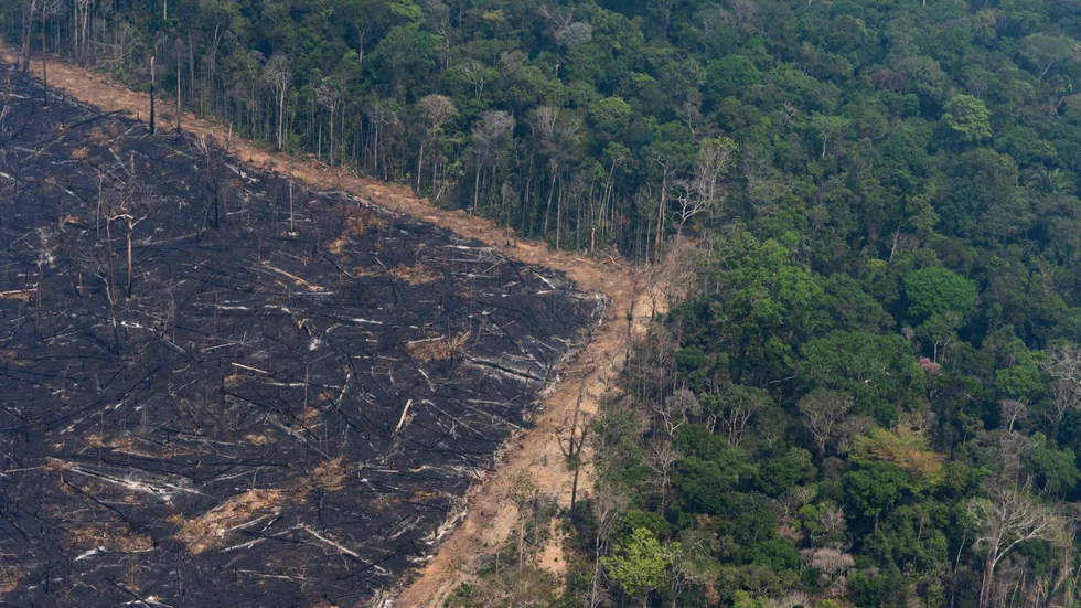 Ett nedbränt område bredvid orörd regnskog i brasilianska Amazonas. Arkivbild.