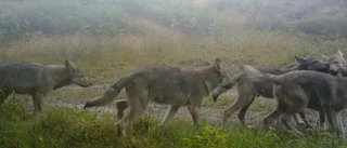 Vargvalpar födda i Jönköpings län