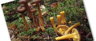Svampfrågan: Klippa svamp