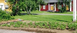 Nedläggning hotar Laestadiusmuseet