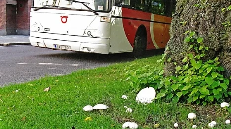 Snöbollschampinjoner vid Vasavägen i Linköping.