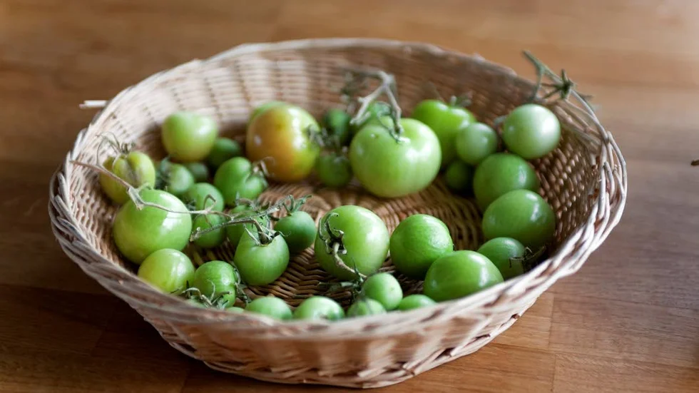 Blåsten tog ned tomatplantor så nu får tomaterna mogna inne i värmen. Torpet Karlberg