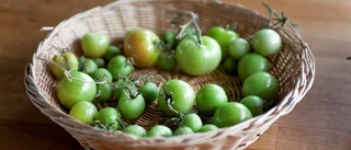 Dags att ta in tomaterna