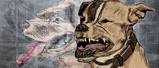 Attackerna ökar: "Varje hund kan bli farlig"