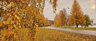 Läsarbilden: Fantastiska höstfärger