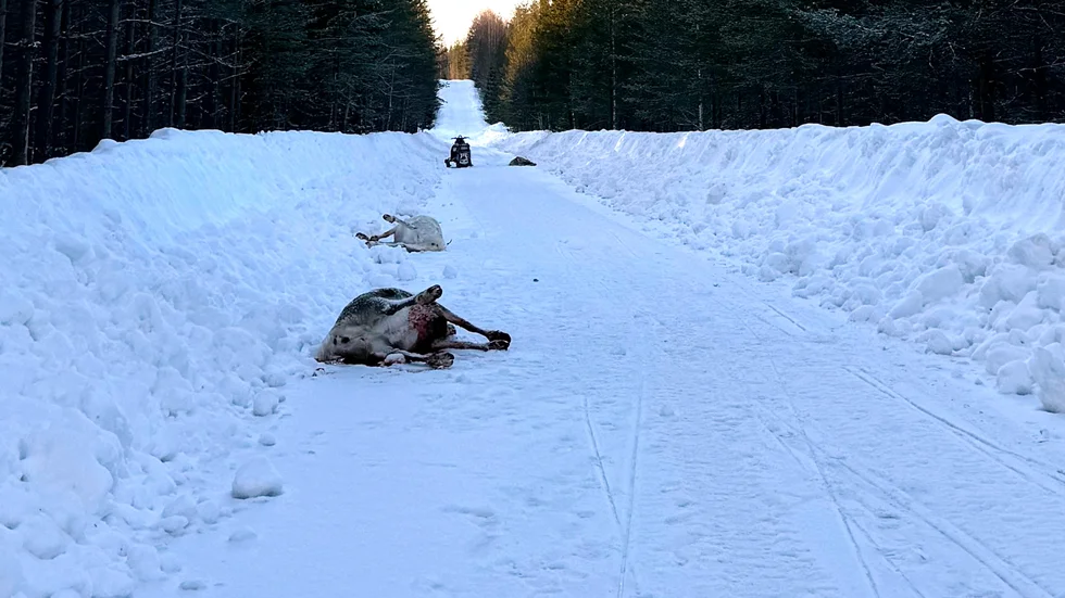 De tre renarna hittades döda på söndagen.