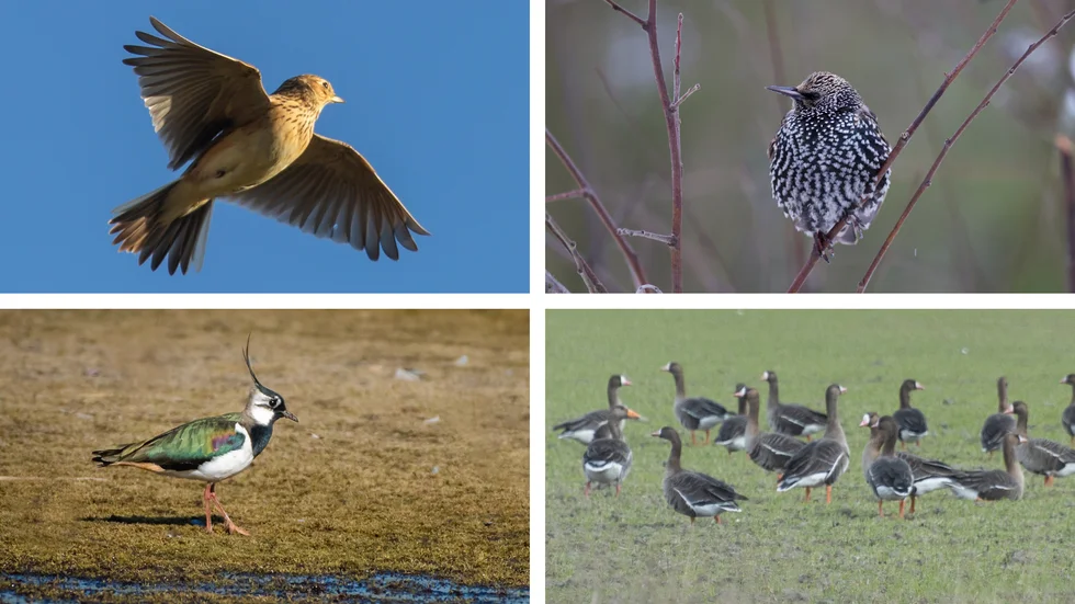 Sånglärka, stare, tofsvipa och flera arter gäss finns bland våra tidigaste flyttfåglar. I helgen lär de dyka upp tillsammans med den milda västvinden. 