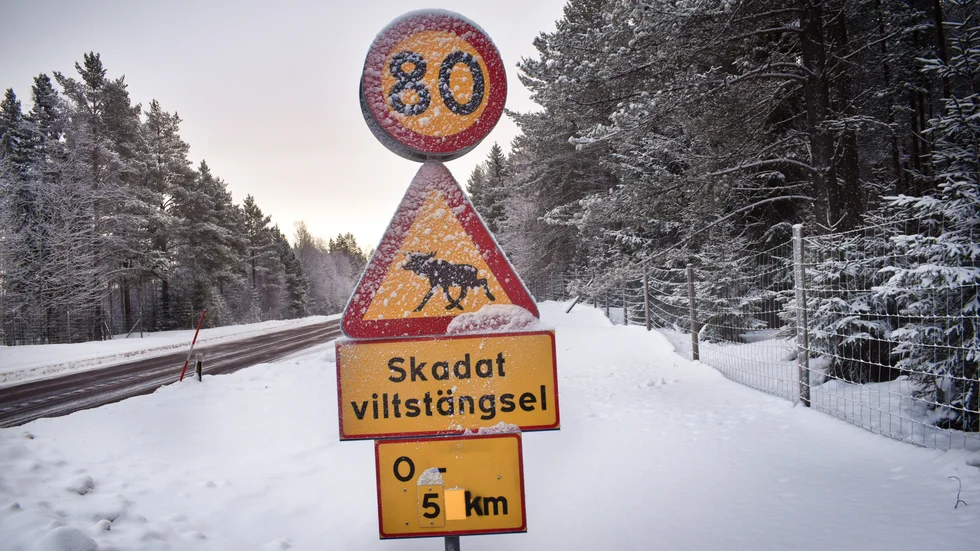 På E4 i höjd med Bureå har det satts upp skyltar som varnar för skadat viltstängsel. I det här området har det enligt polisen skett 27 renpåkörningar på bara två veckor.