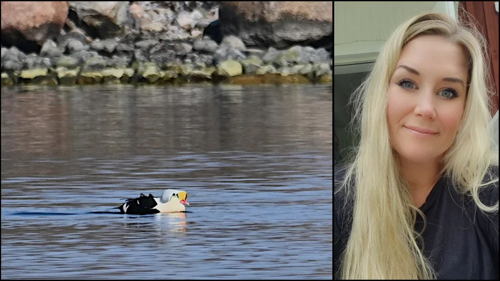Sofia Loord är glad att hon fick se praktejdern. Bilden är tagen inne i Gamlebyviken, vid Gertrudsvik.