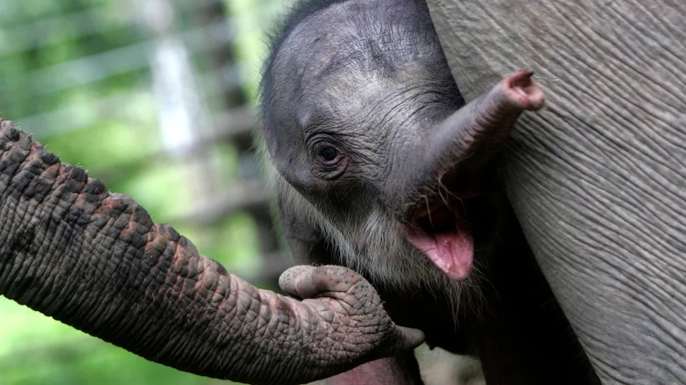 En annan elefantkalv av underarten sumatraelefant. Arkivbild.