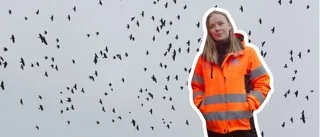 Utsätts dagligen för attacker av hungriga fåglar: "Riktigt stora"