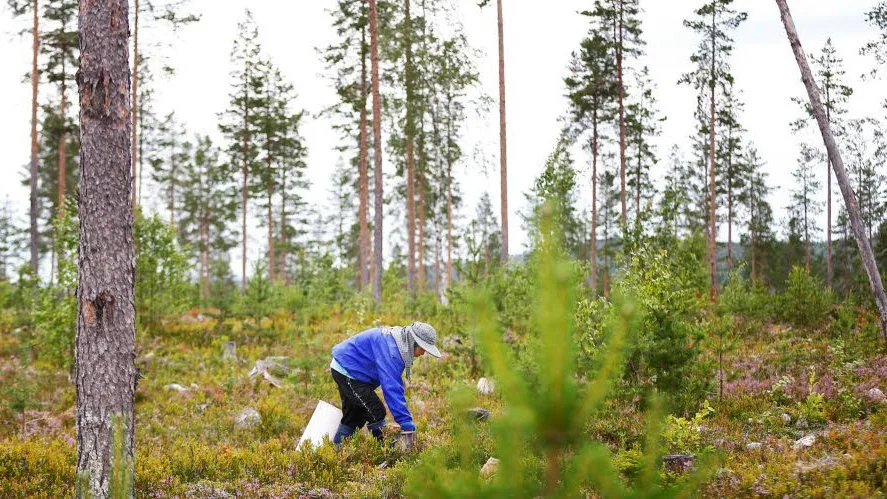 En stor samordnad insats för att kontrollera arbetsmiljön och förhållandena för bärplockare har genomförts i norra Sverige.
