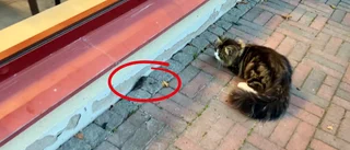 Här blir musen jagad av stor katt i centrum