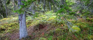 Hur ska regeringen rädda de sista naturskogarna?